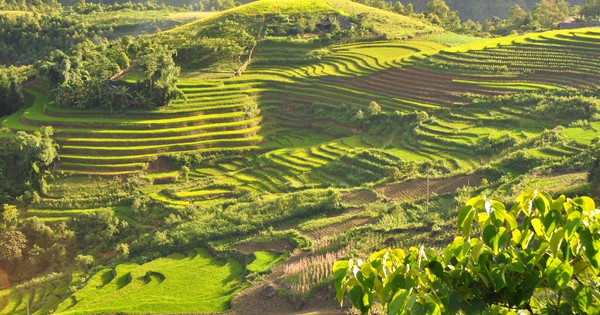Photo: Peaceful rice fields in Vietnam