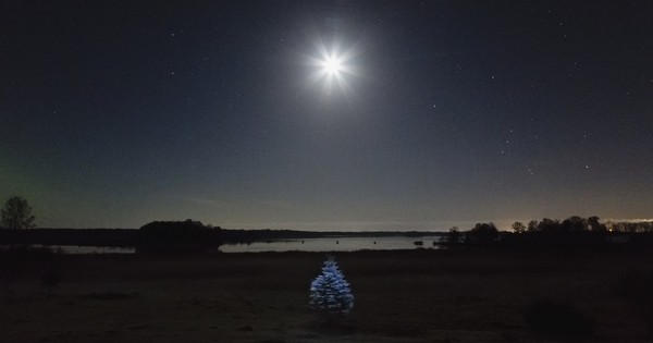 Photo: A tree glows in Sweden