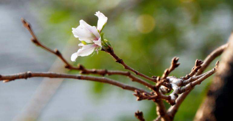 Japan’s Cherry Blossoms (Some of Them) Appear Months Early
