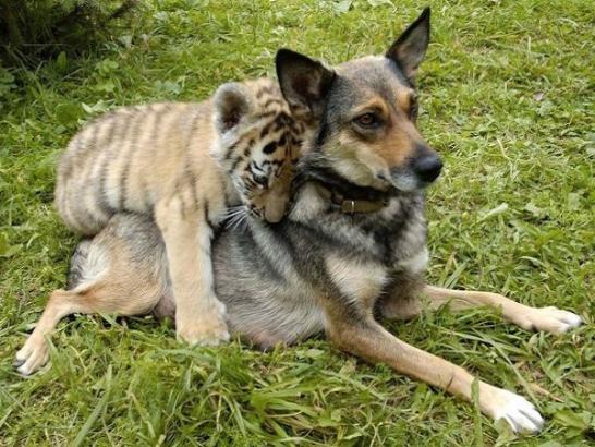 Animal friendships are more pure than anything on earth (27 Photos)