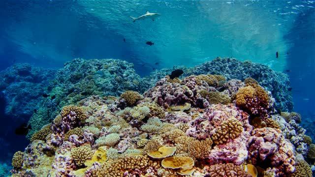 Estimating the feeding habits of corals may offer new insights on resilient reefs