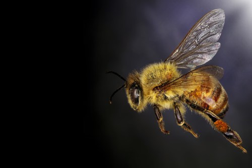 What Getting Stung By a Bee Does to Your Body
