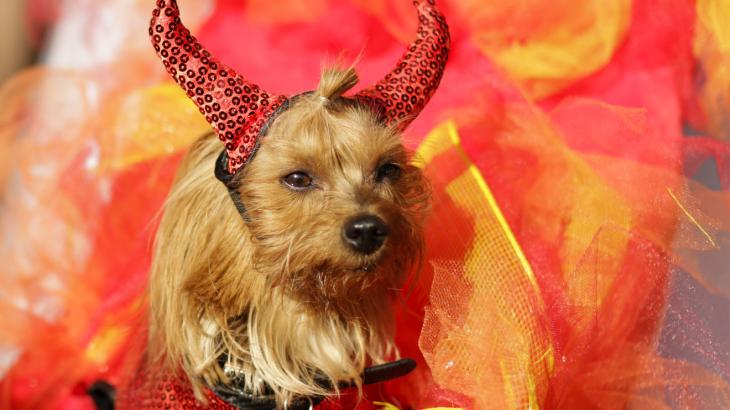 Pet owners will spend nearly half a billion dollars on animal costumes this Halloween