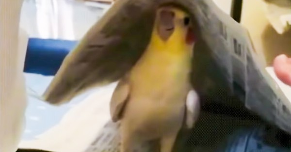 This bird is amazing at peekaboo (video)