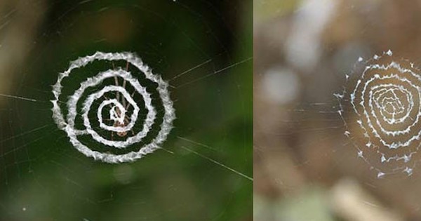 These spiders decorate their webs with mysterious patterns (photos)