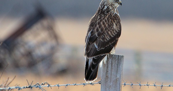 Photo: Rough-legged hawk is the picture of poise