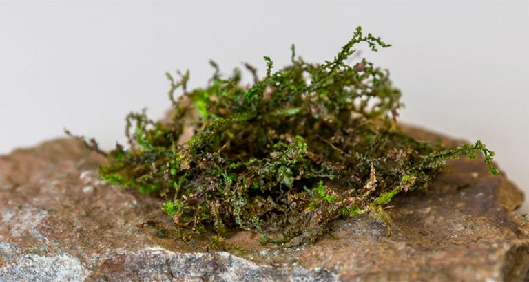 Liverwort plants contain a painkiller similar to the one in marijuana