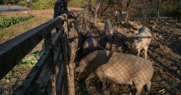 Meet the ‘People’s Pig of the Northeast.’ It Might Get Buried Alive.
