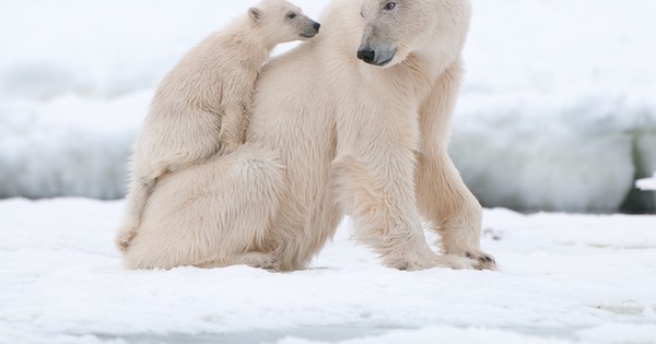 See what polar bears are up to right now
