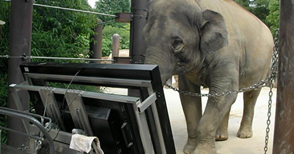 Researchers teach elephant to use computer, then prove she can count
