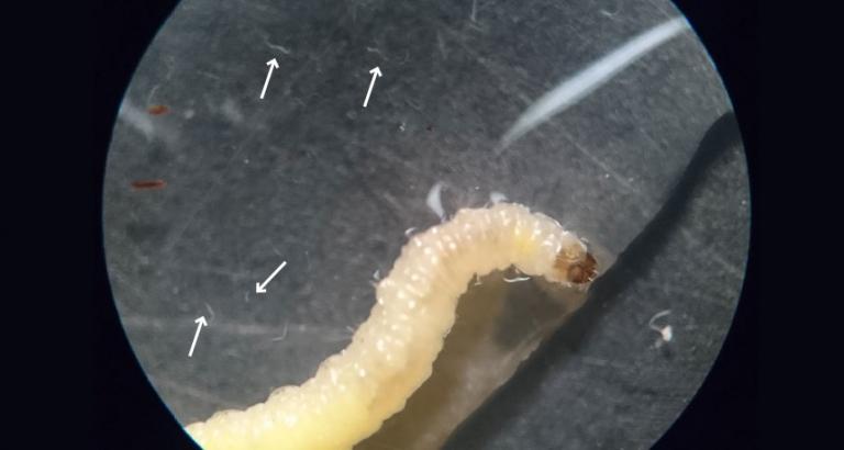 While eating, these tiny worms release chemicals to lure their next meal