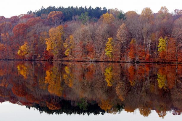 Why fall foliage has gone missing in New York this year