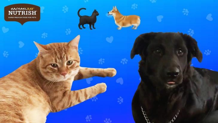 Couples Foster A Dog And A Cat At The Same Time Presented by Nutrish