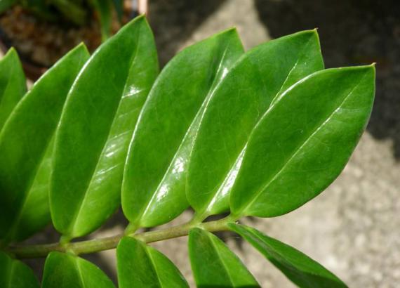 6 houseplants to boost well-being