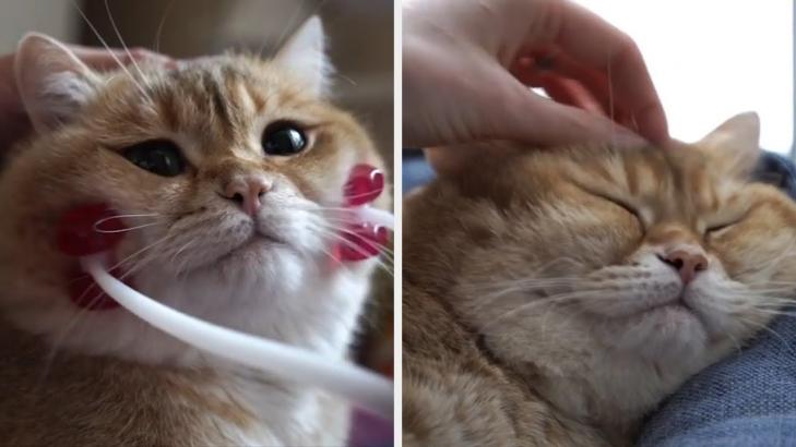 Five Minutes Of Cat Therapy To Brighten Your Day