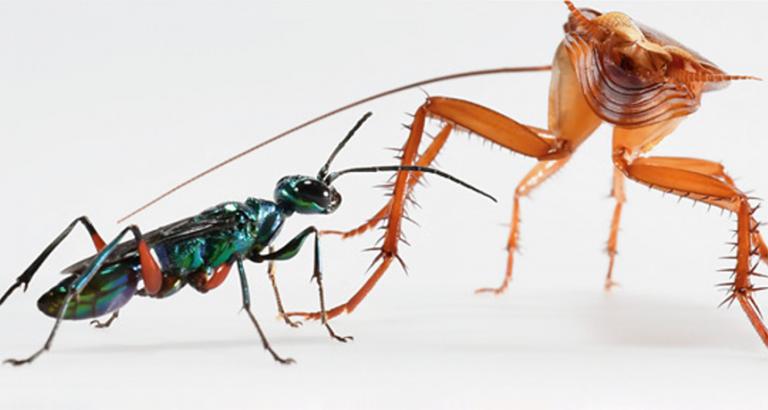 How roaches fight off wasps that turn their victims into zombies