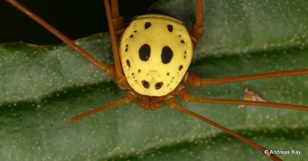 Photo: Daddy longlegs sports a spooky disguise