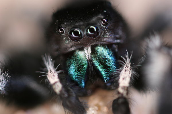 This Halloween, Consider the Unappreciated Beauty of Spiders