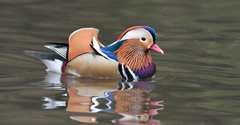 A Mandarin Duck Mysteriously Appears in Central Park, to Birders’ Delight
