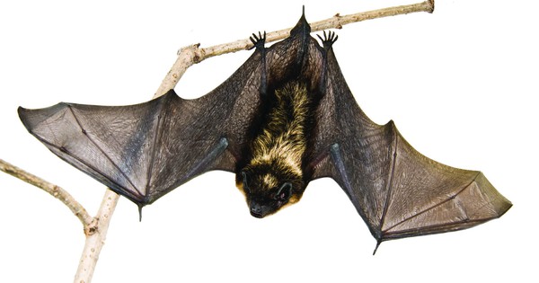 Why you should go to bat for … bats