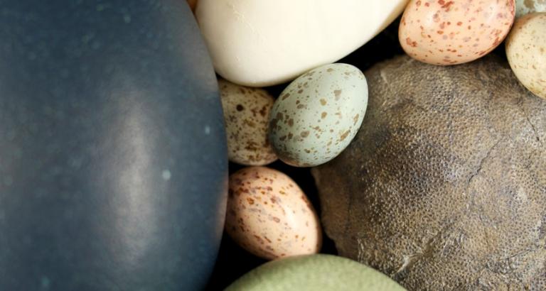 Eggs evolved color and speckles only once — during the age of dinosaurs