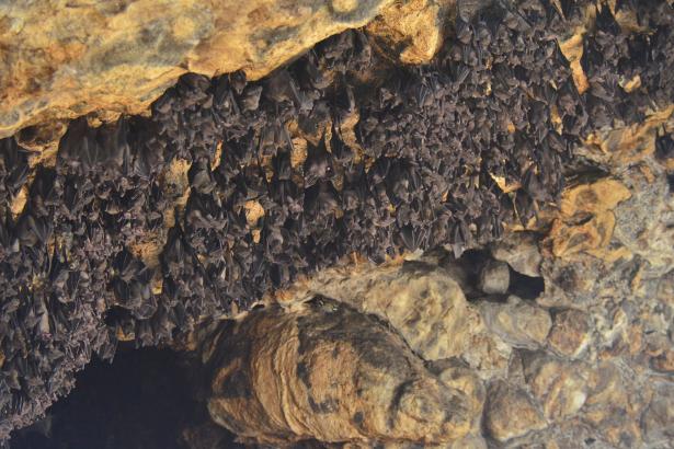 Skin-eating fungus is killing all of New York’s bats