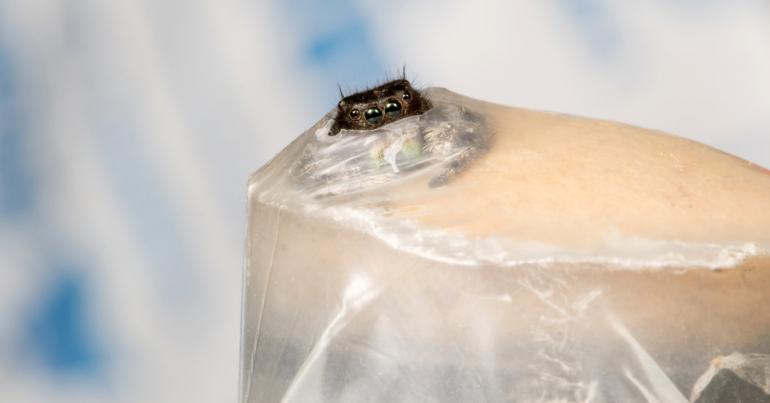 How the Jumping Spider Sees Its Prey