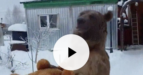 Video: an actual bear plays with a teddy bear