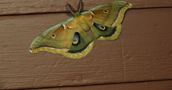 Photo: Giant silk moth is inspired by a cyclops
