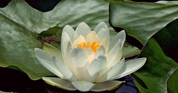 Photo: Water lily looks lit from within