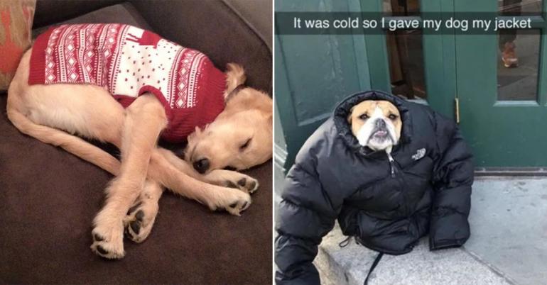 These bundled up pups are ready for the cold (31 photos)