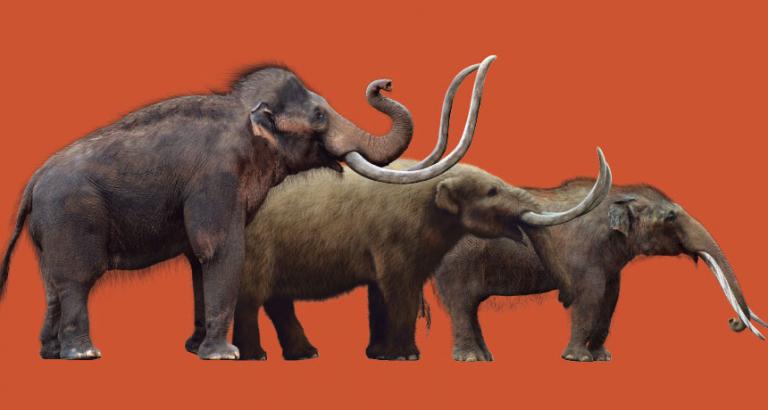 How mammoths competed with other animals and lost