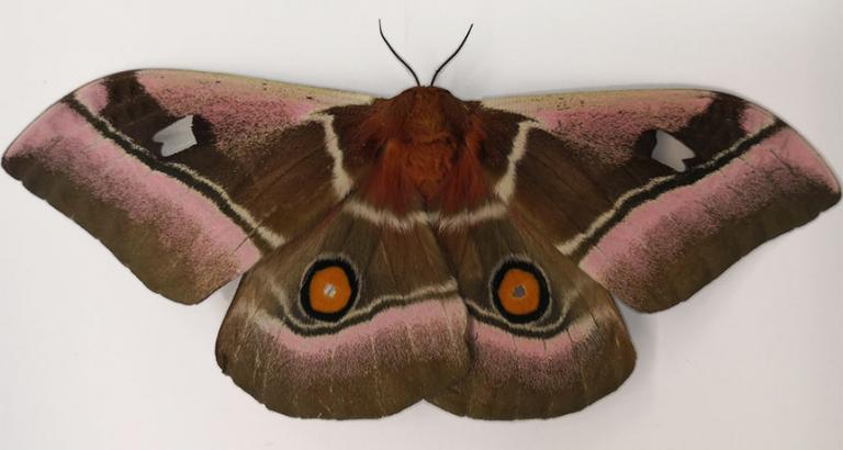 Sound-absorbent wings and fur help some moths evade bats