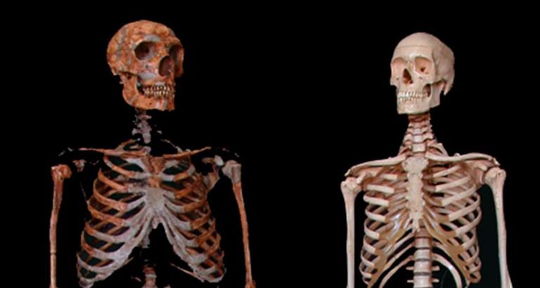 Skull damage suggests Neandertals led no more violent lives than humans