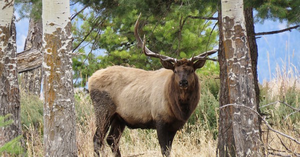 Photo: No hiding from this observant elk
