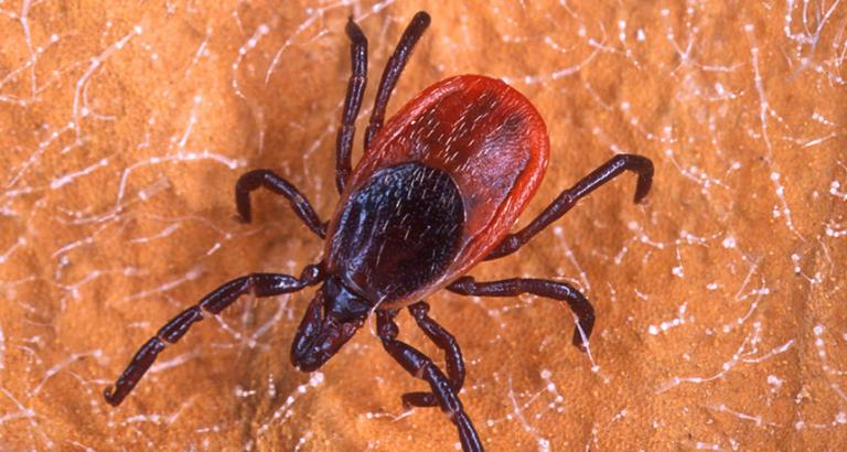 Lyme and other tickborne diseases are on the rise in the U.S. Here’s what that means.