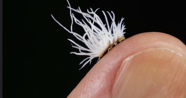 Photo: Dusky lady beetle larva is the coolest craziest critter (video)
