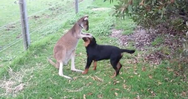 Video: Kangaroo petting a dog