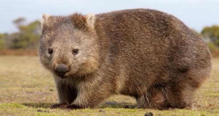 Wombats are the only animals whose poop is a cube. Here’s how they do it.
