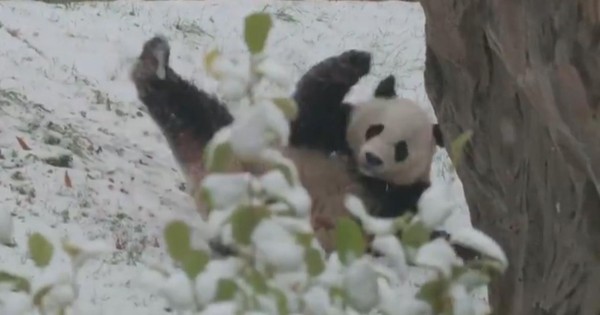Giant panda Bei Bei playing in the snow is everything (video)