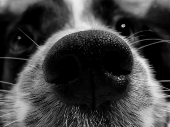 The amazing things that dog noses can sense (7 Photos)
