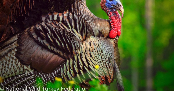 Trees & Turkeys: a bountiful partnership