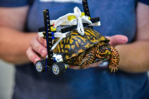 Injured turtle gets custom-built LEGO wheelchair (Video)