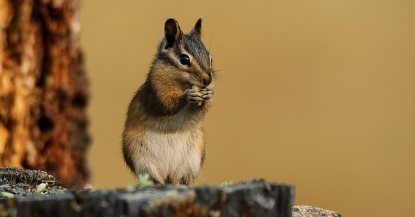 Photo: Townsend’s chipmunk feasts on a seed