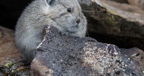 Photo: American pika is so very round