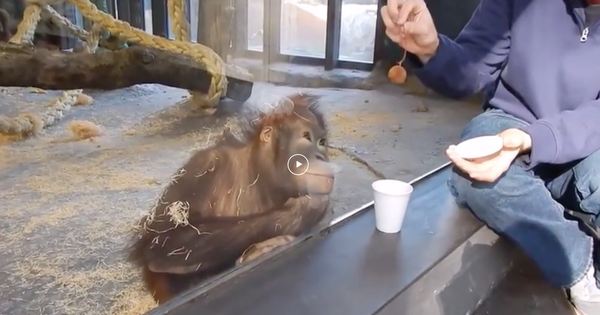 This orangutan's reaction to a magic trick will make you smile (video)