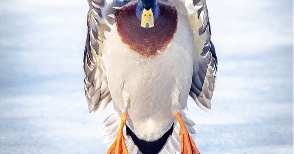 Photo: Magnificent mallard comes in for a landing