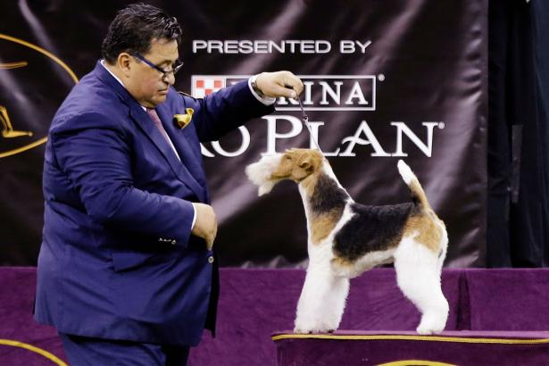 Dog drama dominates Westminster with ineligibility, boos for top pooch