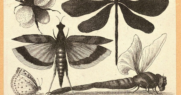 Insects could be gone in a century; catastrophic collapse to ensue