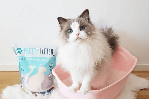 This Kitty Litter Could Save Your Cat’s Life